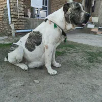 الابای ماده