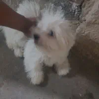 توله سگ شیدزو