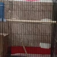 قفس بزرگ دوتا جای دونه داره دوتا درداره