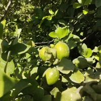 اجاره باغ مرکبات|خدمات باغبانی و درختکاری|نورآباد ممسنی, |دیوار