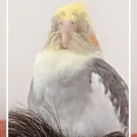 عروس هلندی گم سده