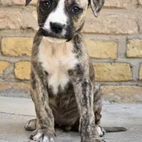 واگزاری توله پیت بول|سگ|اصفهان, همت‌آباد|دیوار