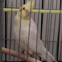 عروس نر مولد