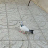 کبوتر|پرنده|ملایر, |دیوار