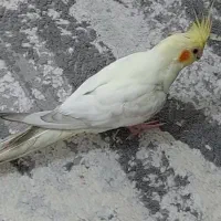 عروس هلندی گمشده