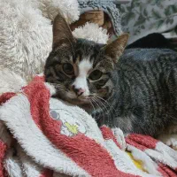 واگذاری گربه