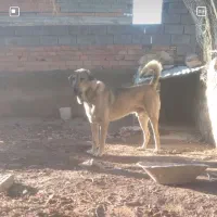 واگذاری سگ پژدر