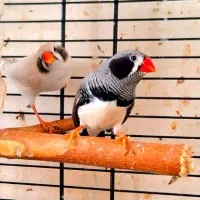 فنچ زبرا بلک بادی لپ سیاه مولد درجه یک