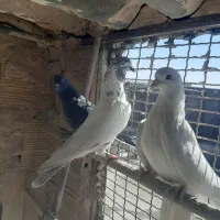 کبوترپرشی نر|پرنده|قم, کیوانفر|دیوار