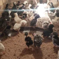 جوجه گلین|حیوانات مزرعه|یزد, |دیوار