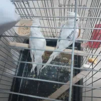 عروس هلندی جفت مولد