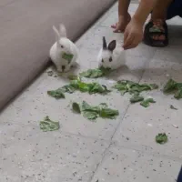 خرگوش بازیگوش