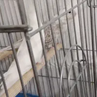 عروس هلندی|پرنده|نسیمشهر, |دیوار