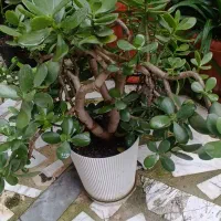 گل سیکاس|گل و گیاه طبیعی|رشت, سعدی (تختی)|دیوار