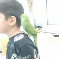 طوطی ملنگو نر  سه ماهه|پرنده|اهواز, کوی پلیس|دیوار