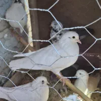 فروش تعدادی کفتر|پرنده|محلات, |دیوار