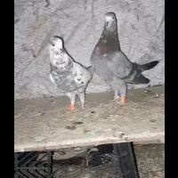 کبوتر گمشده