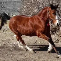 مادیان ۵ نشون،۴ قلم سفید،پیشانی سفید،سر و دم گیر|اسب و تجهیزات اسبسواری|رباطکریم, انجم آباد|دیوار