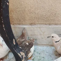 کفتر دم چتری گردن لرزون بلدرچین مینیاتوری|پرنده|وحیدیه, |دیوار