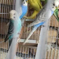 مرغ عشق|پرنده|سراوان, |دیوار