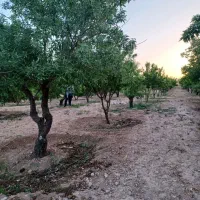 1875متر باغ بادام مامایی مثمر نزدیک پل زمانخان|فروش دفتر صنعتی، کشاورزی، تجاری|سامان, |دیوار