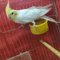 عروس هلندی|پرنده|اردکان, |دیوار