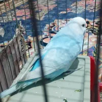 مرغ عشق