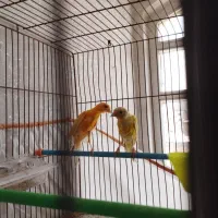 یک جفت قناری یکسر