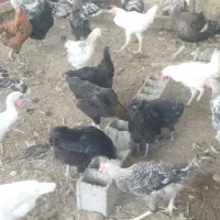 خروس و بوقلمون