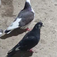 کبوتر
