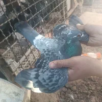 پولکی نر|پرنده|تربتحیدریه, قائم|دیوار