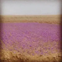 کارگر برای جم کردن گل رعفران