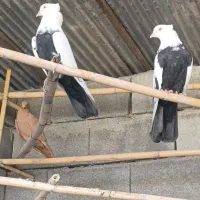 سه جفت کفترپدرمادرداربرای سیاتی بازاوچندتاطوقی|پرنده|کرمانشاه, |دیوار