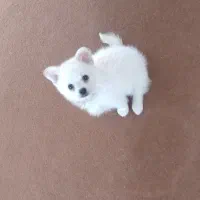 واگذاری سگ پامر عروسکی|سگ|اصفهان, سودان|دیوار