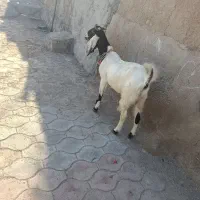 بز افقانی آبستن جهت فروش قیمت 145/000/000|حیوانات مزرعه|اهواز, منازل کارون|دیوار