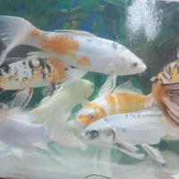 کوی مولد|ماهی|اصفهان, باب الدشت|دیوار