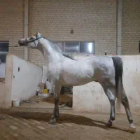 اسب باشگاه سوارکاری نعل|اسب و تجهیزات اسبسواری|کرج, شهرک جهان آرا|دیوار