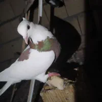 کفتر پرشی و طوقی