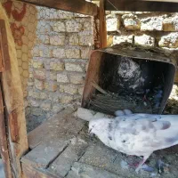 کفتر|پرنده|یزد, |دیوار