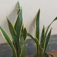 گل کلکسیونی|کلکسیون و سرگرمی|آبدانان, |دیوار