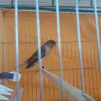 قناری رسمی نر