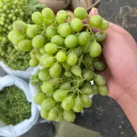 غوره ی درشت