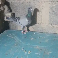 کبوتر ماده سبز