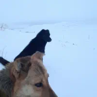 سگ گله و خانگی