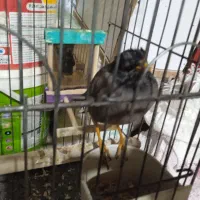 پرنده زینتی