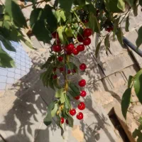 باغ ۸۰۰ متری