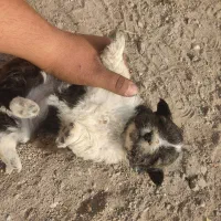 توله سگ های پاکوتاه دو تا ماده|سگ|مراغه, |دیوار