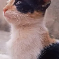 واگذاری