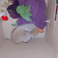 خرگوش یه ماهه زیبا