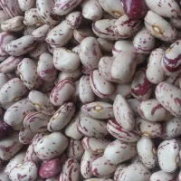 لوبیا چیتی نخود لپه عدس و...